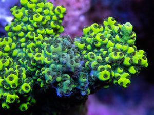 FK Toxic Yellow Abrutanoides Acropora (Cut-To-Order) SPS699