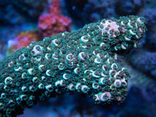 Load image into Gallery viewer, FK Pink Tips Green Abrutanoides Acropora (Cut-To-Order, XL Frags) SPS484