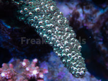 Load image into Gallery viewer, FK Pink Tips Green Abrutanoides Acropora (Cut-To-Order, XL Frags) SPS484