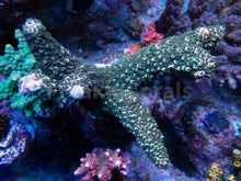 Load image into Gallery viewer, FK Pink Tips Green Abrutanoides Acropora (Cut-To-Order, XL Frags) SPS484