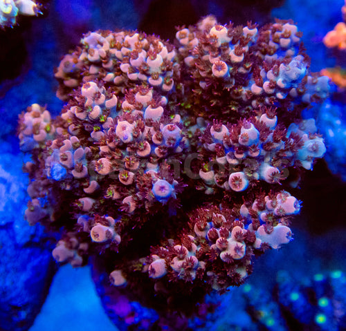FK AfterParty Dream Acropora (Cut-To-Order)