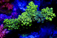 Carregar imagem no visualizador da galeria, FK Toxic Yellow Abrutanoides Acropora (Cut-To-Order) SPS699