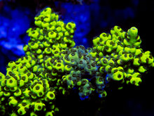 Carregar imagem no visualizador da galeria, FK Toxic Yellow Abrutanoides Acropora (Cut-To-Order) SPS699