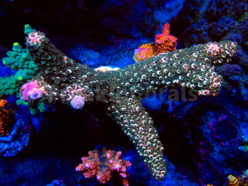 FK Pink Tips Green Abrutanoides Acropora (Cut-To-Order, XL Frags)