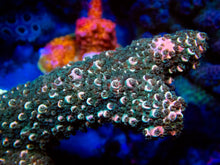 Load image into Gallery viewer, FK Pink Tips Green Abrutanoides Acropora (Cut-To-Order, XL Frags) SPS484