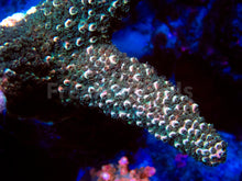 Load image into Gallery viewer, FK Pink Tips Green Abrutanoides Acropora (Cut-To-Order, XL Frags) SPS484