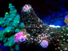 Load image into Gallery viewer, FK Pink Tips Green Abrutanoides Acropora (Cut-To-Order, XL Frags) SPS484