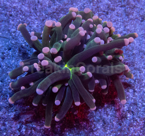 Green Joker Torch Coral