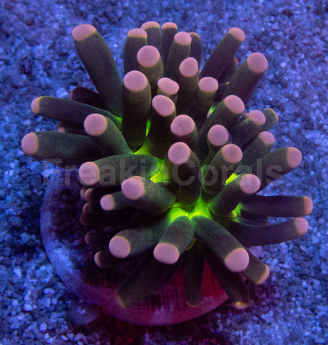 Green Joker Torch Coral