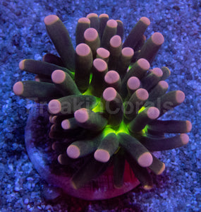 Green Joker Torch Coral