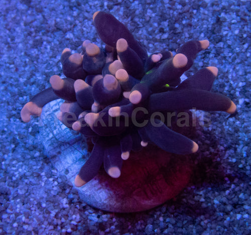 Black Joker Torch Coral