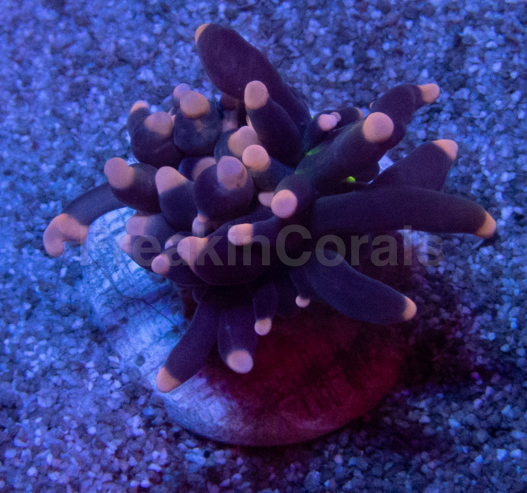 Black Joker Torch Coral