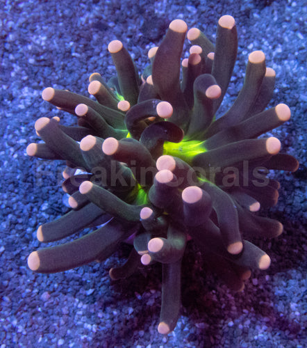 Green Joker Torch Coral