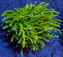 Carregar imagem no visualizador da galeria, Holy Grail Torch Coral