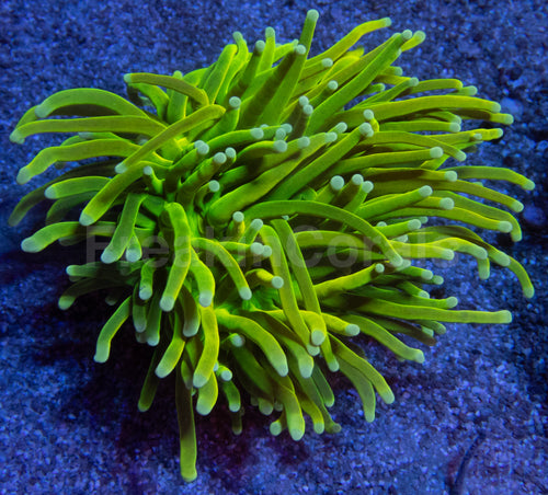 Holy Grail Torch Coral