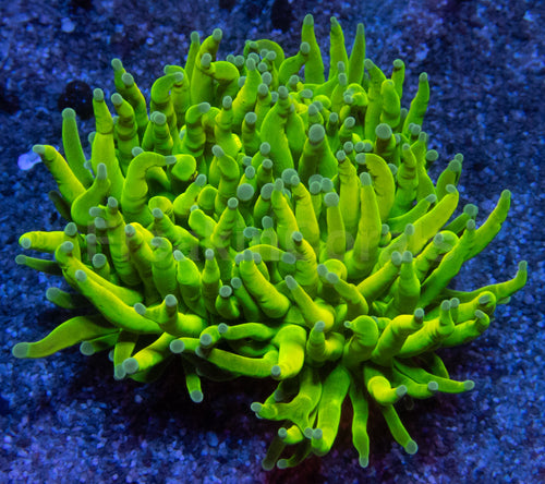 Holy Grail Torch Coral