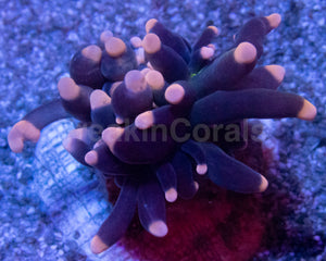 Black Joker Torch Coral