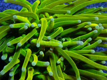 Carregar imagem no visualizador da galeria, Holy Grail Torch Coral