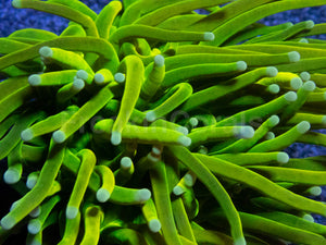 Holy Grail Torch Coral
