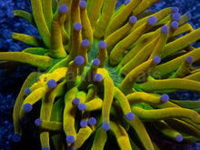 Load image into Gallery viewer, USA Holy Grail Torch (MEGA COLOR)