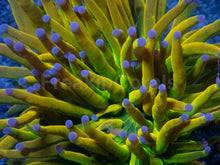 Load image into Gallery viewer, USA Holy Grail Torch (MEGA COLOR)