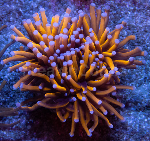 NY Knicks Torch (Fat Tentacle)
