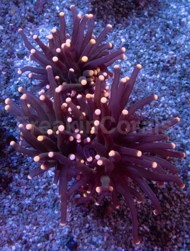 Pink Tip Black Torch
