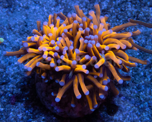 NY Knicks Torch (Fat Tentacle)