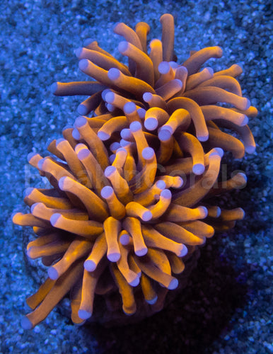 NY Knicks Torch (Fat Tentacle)