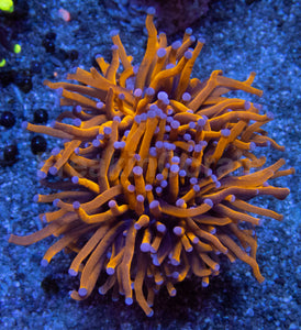 NY Knicks Torch – Ultra Orange Euphyllia glabrescens