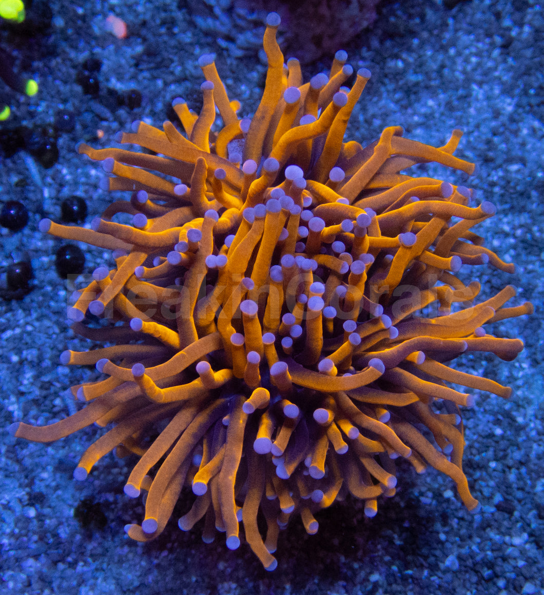 NY Knicks Torch – Ultra Orange Euphyllia glabrescens