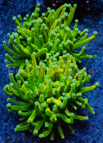Holy Grail Torch Coral