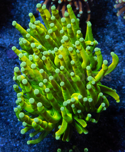 Holy Grail Torch Coral