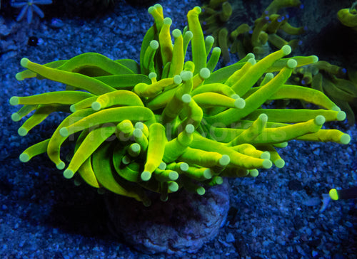 Holy Grail Torch Coral