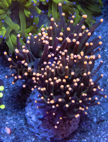 Pink Tip Black Torch