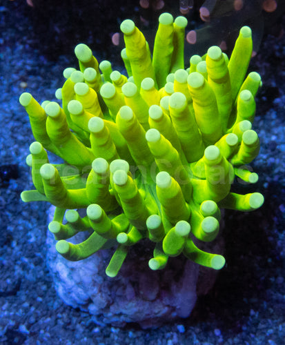 Holy Grail Torch Coral