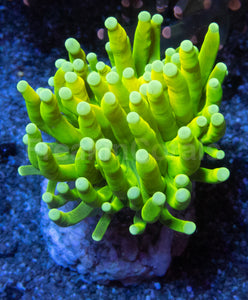 Holy Grail Torch Coral