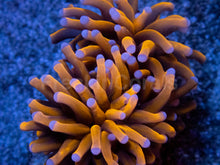 Carregar imagem no visualizador da galeria, NY Knicks Torch (Fat Tentacle)