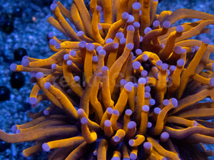 NY Knicks Torch – Ultra Orange Euphyllia glabrescens