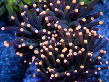 Carregar imagem no visualizador da galeria, Pink Tip Black Torch