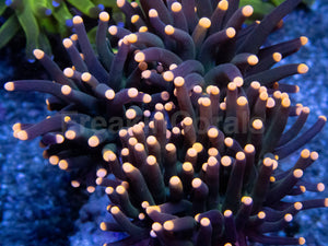 Pink Tip Black Torch