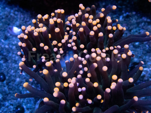 Pink Tip Black Torch