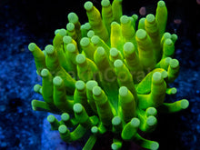 Carregar imagem no visualizador da galeria, Holy Grail Torch Coral