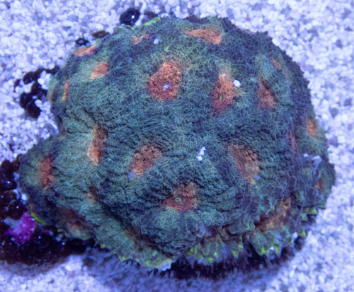 FK Orange Mouth Green echinata mini colony