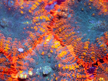 Carregar imagem no visualizador da galeria, FK Superman Grade Ultra Rodhacthis(Collector Coral, PRICE PER EAR)