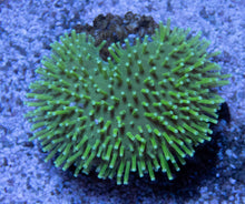 Load image into Gallery viewer, FK Long Polyp Sarcophyton Aussie Home CULTURED (Rare Xtreme Color)