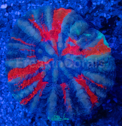 Warpaint Scolymia – Australia