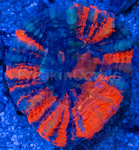 Warpaint Scolymia – Australia