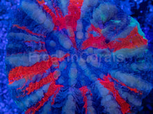 Carregar imagem no visualizador da galeria, Warpaint Scolymia – Australia