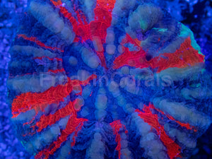 Warpaint Scolymia – Australia